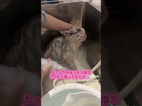 #キャットグルーマー協会神戸 #みーちゃん先生 #キャットグルーマーTV #shorts