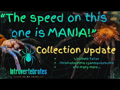 It Ran Like Possessed! 🕷 New Tarantulas + Collection Update