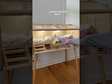 Duckling’s apartment setup 🐥#duck #duckling #asmrsounds #shorts #ducks