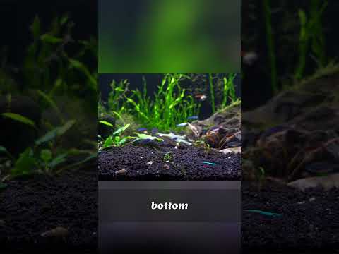 Tiny Fish Schools Light Up The Aquarium!