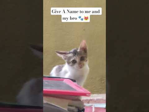 #please_subscribe_my_channel #love #viewskaisebadhaye #pets #skaterabhi #catlovers