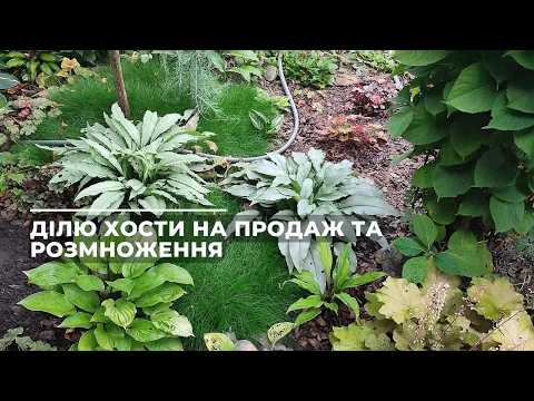 Ділю хости на продаж та розмноження