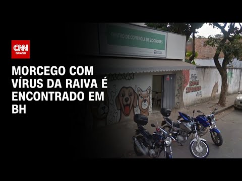 ​Morcego com vírus da raiva é encontrado em BH | LIVE CNN