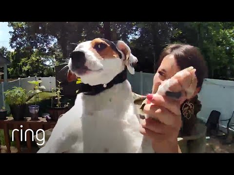 “You’re Embarrassing Me” - This Dog | RingTV