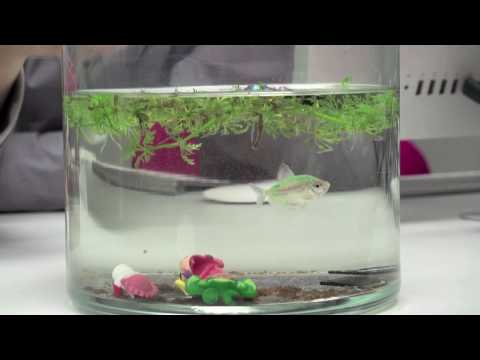 DigitalRev Test: SD Cards Underwater Challenge