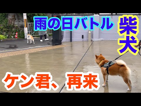 【柴犬】ケン君vsおいも君　雨の日、再来！