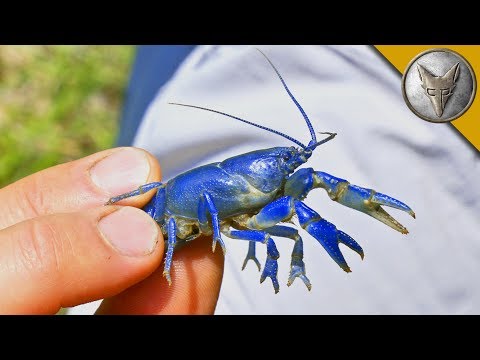 NEW SPECIES FOUND?! Rare Blue Crayfish! - UC6E2mP01ZLH_kbAyeazCNdg