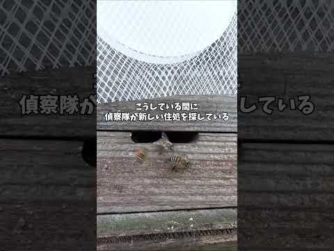春に現れる虫の塊。実は引っ越し中のミツバチだった！ #ニホンミツバチ #分蜂