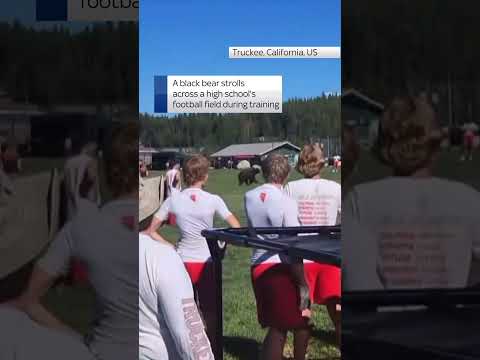 Bear interrupts high school football training