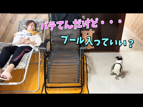 ママが夏バテしてるけど全く気にしてないペンギンw