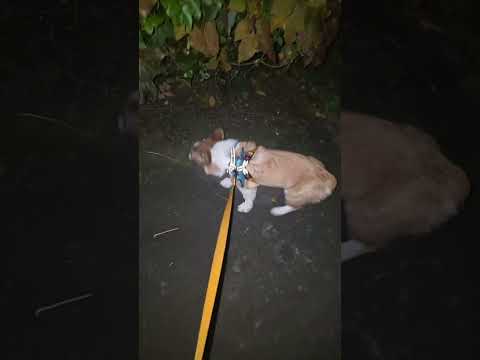 oh man we are cold #corgi #doggielife #cutedog #puppy