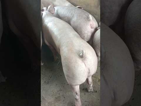 Ngày15/10: tiếp tục ổn định cả 3 miền MB:50-53,MT:49-52,MN:52-55, Các cty giữ giá CPMB:56, CPMN:57,5