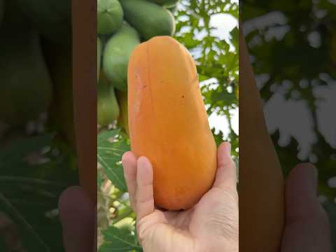 มะละกอฮอลแลนด์ออร์แกนิค ปลอดสาร l กินได้อร่อยด้วย