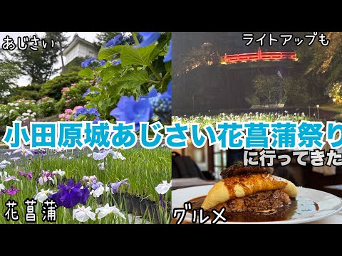 小田原城 あじさい 花菖蒲祭りに 行ってきた。 小田原 観光 グルメ 駅舎カフェ ライトアップ