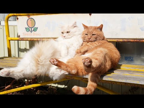 猫の動画サムネイル - サンキストドリンクベンチにお座りもふむぎ　Cat Sitting on a Bench　250630