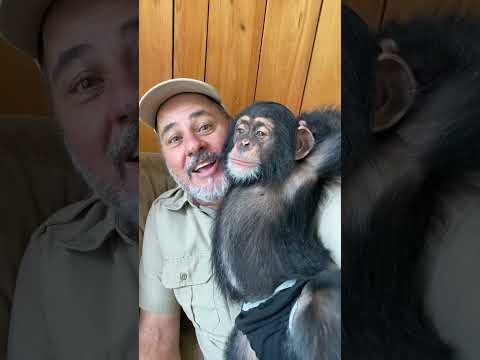 This baby Chimp has two families🥰 He’s got a  Follow Me Here!!

Meet Me Here_ https_//linktr.ee/thereptilezoo
Facebook_ https_//www.facebook.com/p