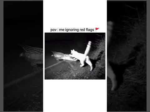 #romanticcats #funnycats #funnyanimals #kittens #memes #trending #fypシ