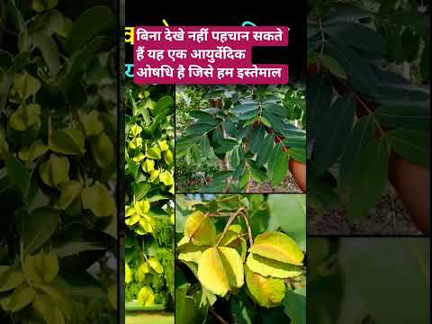 यह एक आयुर्वेदिक ओषधि अर्जुन का पौधा है जिससे अर्जुनारिष्ट का टेबलेट और सिरप बनता है,दिल कि धडकनमें