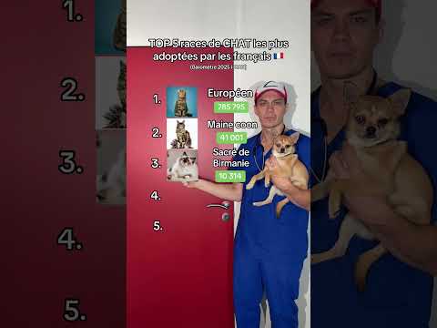 Top 5 chats adoptés #top #cat #chat