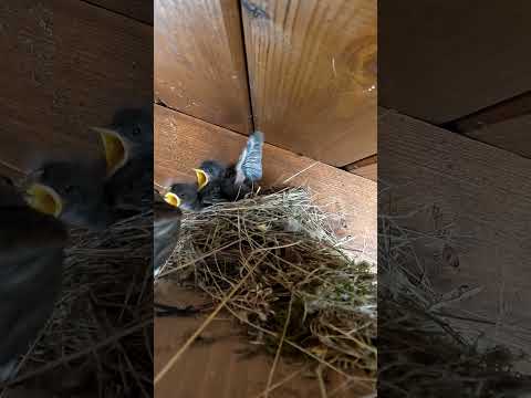 Rozsdafarkú fiókák etetése #természetvédelem #fióka #etetés