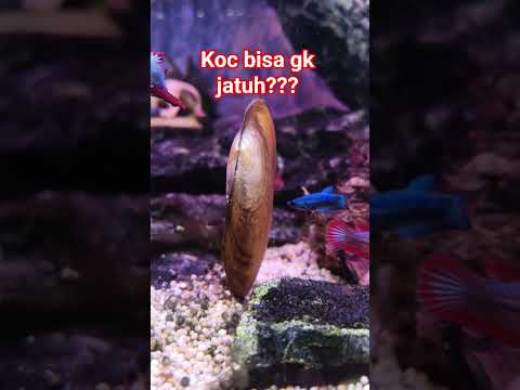 kerang nya bisa berdiri #clam #freshwater #foryou #aquascape #shorts #video #youtubeshorts #aquarium