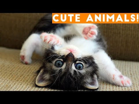 Cutest Pets of the Week Compilation January 2018 | Funny Pet Videos - UCYK1TyKyMxyDQU8c6zF8ltg