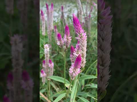 beautiful flowers .ផ្កាចែមាន់ #flower #shorts #youtubeshorts #trendingshorts #beautiful