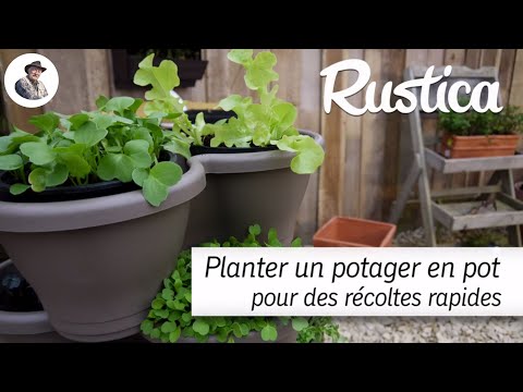 Un potager en pot pour des récoltes rapides