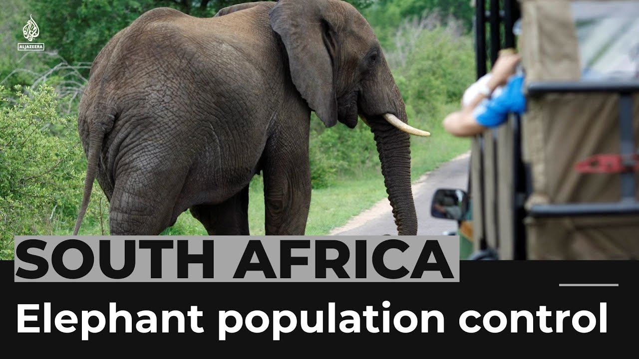 South Africa works to control Kruger Park’s elephant population