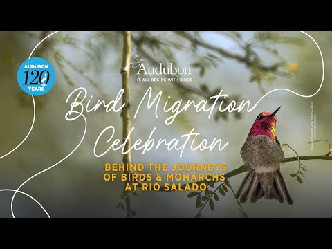 Behind the Journeys of Birds & Monarchs at Rio Salado | Bird Migration Celebration Tour: Phoenix, AZ
