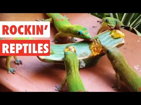 Rockin' Reptiles | Funny Reptile Video Compilation 2017 - UCPIvT-zcQl2H0vabdXJGcpg