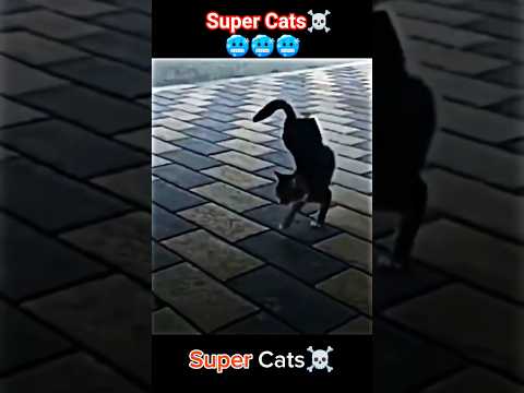 Super Cats ☠️Skills #cat #trollface #funnycat #catskills #funny #catlovers