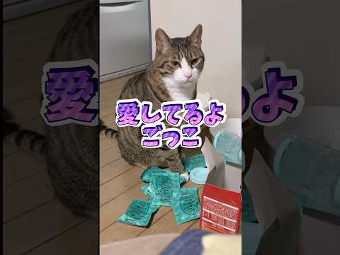 猫の動画サムネイル - 付き合わされる猫の表情#cats #shorts #球太