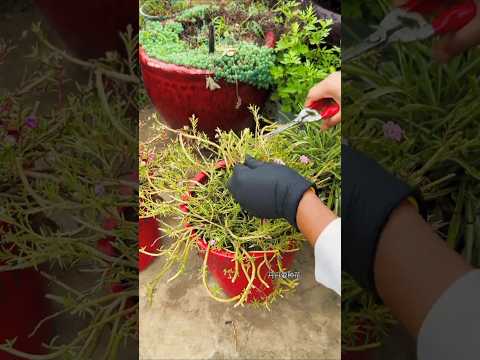 Method for pruning portulaca flower #shorts #plants #viralvideo #diy #garden