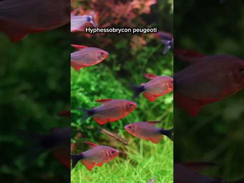 Hyphessobrycon peugeoti #shorts 🐠 Hyphessobrycon peugeoti 🥰

Lovely maintained and filmed by @chrislukhaup 

Longer video avai
