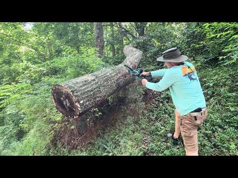 This saw is a BEAST!!! SEESII 10-Inch 2-in-1 Cordless Pole Saw & Mini Chainsaw