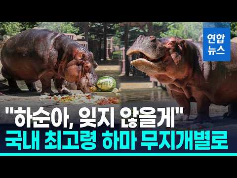 1980년생 국내 최고령 하마 '하순' 하늘나라로…"평온히 눈감아" / 연합뉴스 (Yonhapnews)