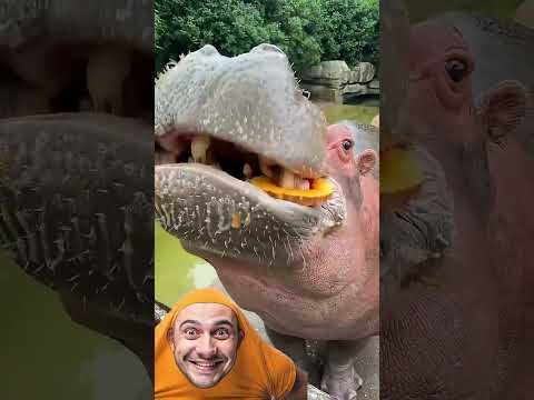 كيف ياكل😂😂#اضحك #ضحك #دويتو #السعودية #العراق #ترند #شلتنا #اعتني