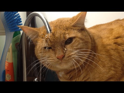 Clueless Cats | Funny Pet Video Compilation 2017 - UCPIvT-zcQl2H0vabdXJGcpg
