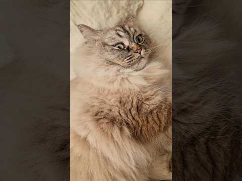 Cat's message must hear #cat #funnycats #shorts @Dontstopmeowing @dojacat