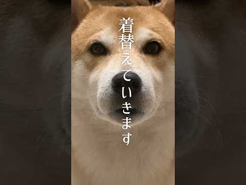 肌寒いこの時期にピッタリな秋のお散歩コーデ #柴犬 #犬