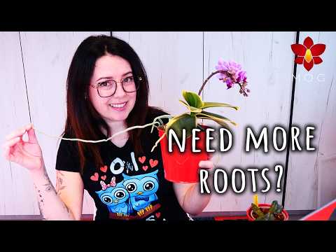 Orchid Q&A January 2026 - Orchid with brown roots? Why my Orchid doesn't bloom? 🤔