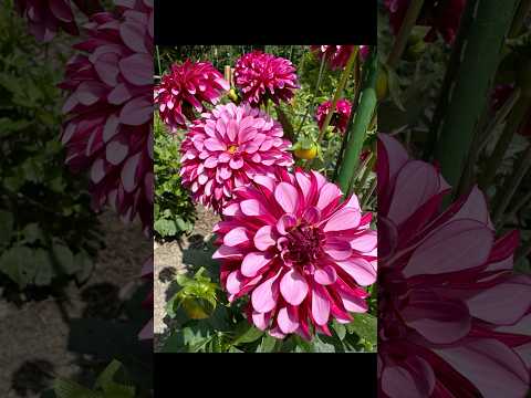 Bellevue Botanical Garden July 2025