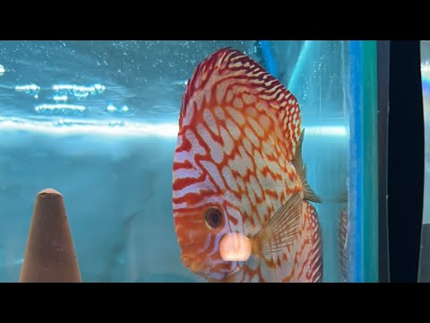 Fish Room antics Happy Weekend 🖖 Join this channel to get access to perks_
https_//www.youtube.com/channel/UCv3_3wHio3yMbwAbOp06blw/j