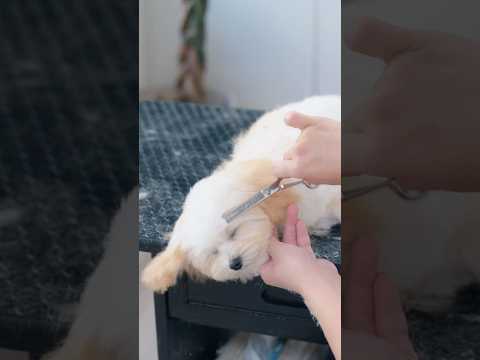 トリミングで眠ってしまった子犬/ Puppy Falls Asleep During Grooming #トリミング #子犬 #asmr #puppy #犬のいる暮らし