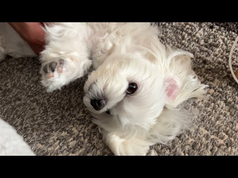 床に轉がって撫で撫でを要求する犬が可愛すぎてやばい【マルチーズ】