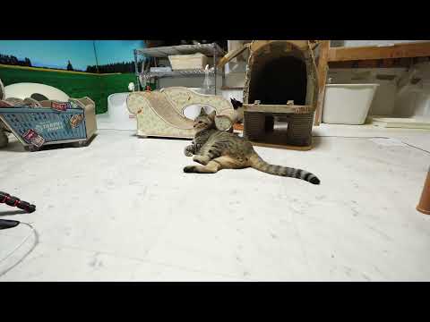 2025.6.28  子猫部屋 　Kitten room  [ Miaou Live ]