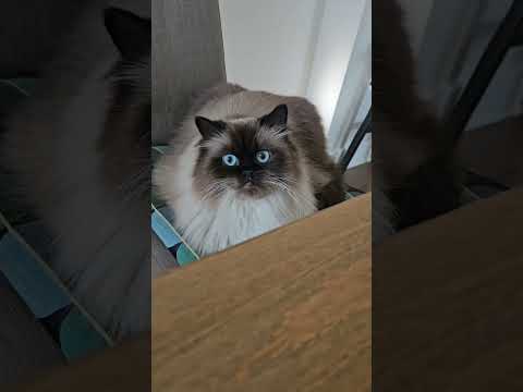 Am I??🤔#funnycats #cat #shorts #funnyanimals #viralvideo @Dontstopmeowing @dojacat