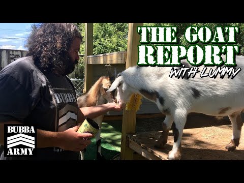 The Goat Report with Lummy post Barp! #TheBubbaArmy #goats