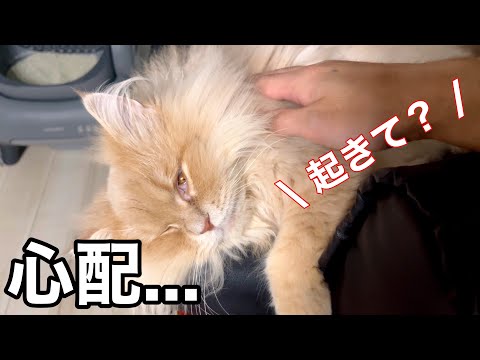 猫の動画サムネイル - 猫がピクピク震えるので起こそうと試みたら...